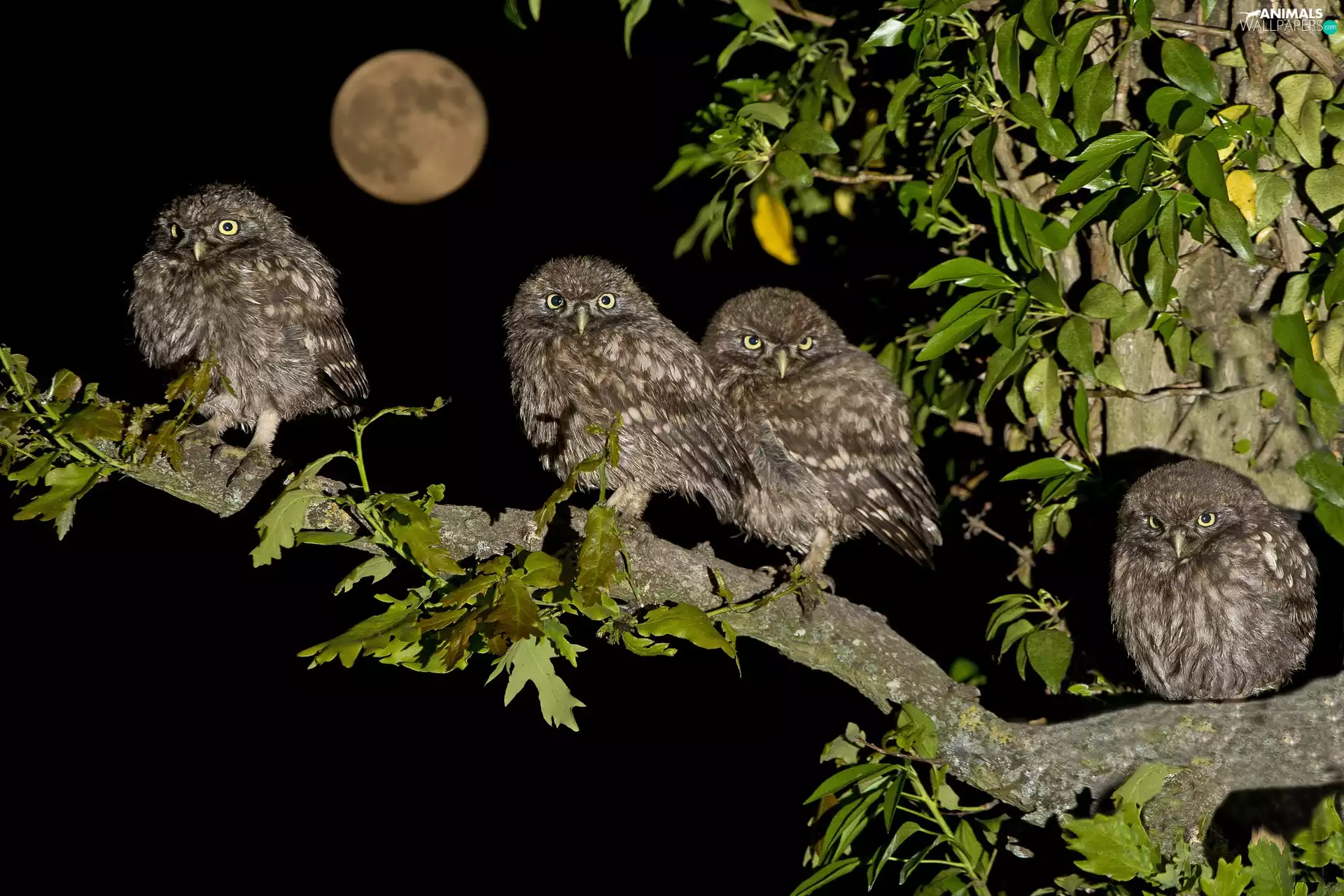branch, four, Owls