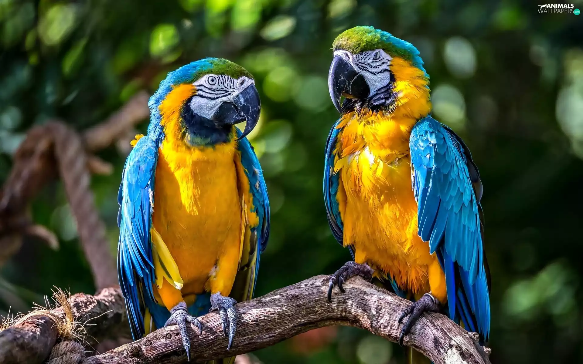 branch, Two, Parrots