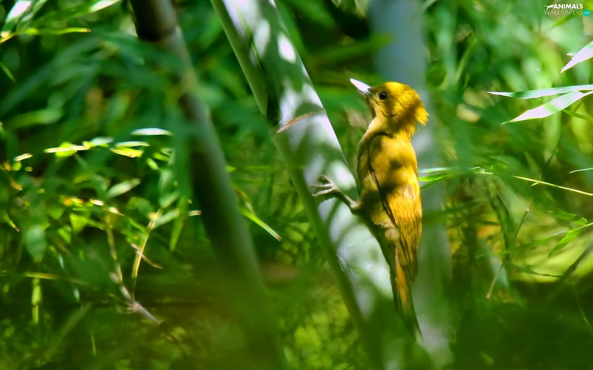 Yellow, branch pics, Leaf, Bird
