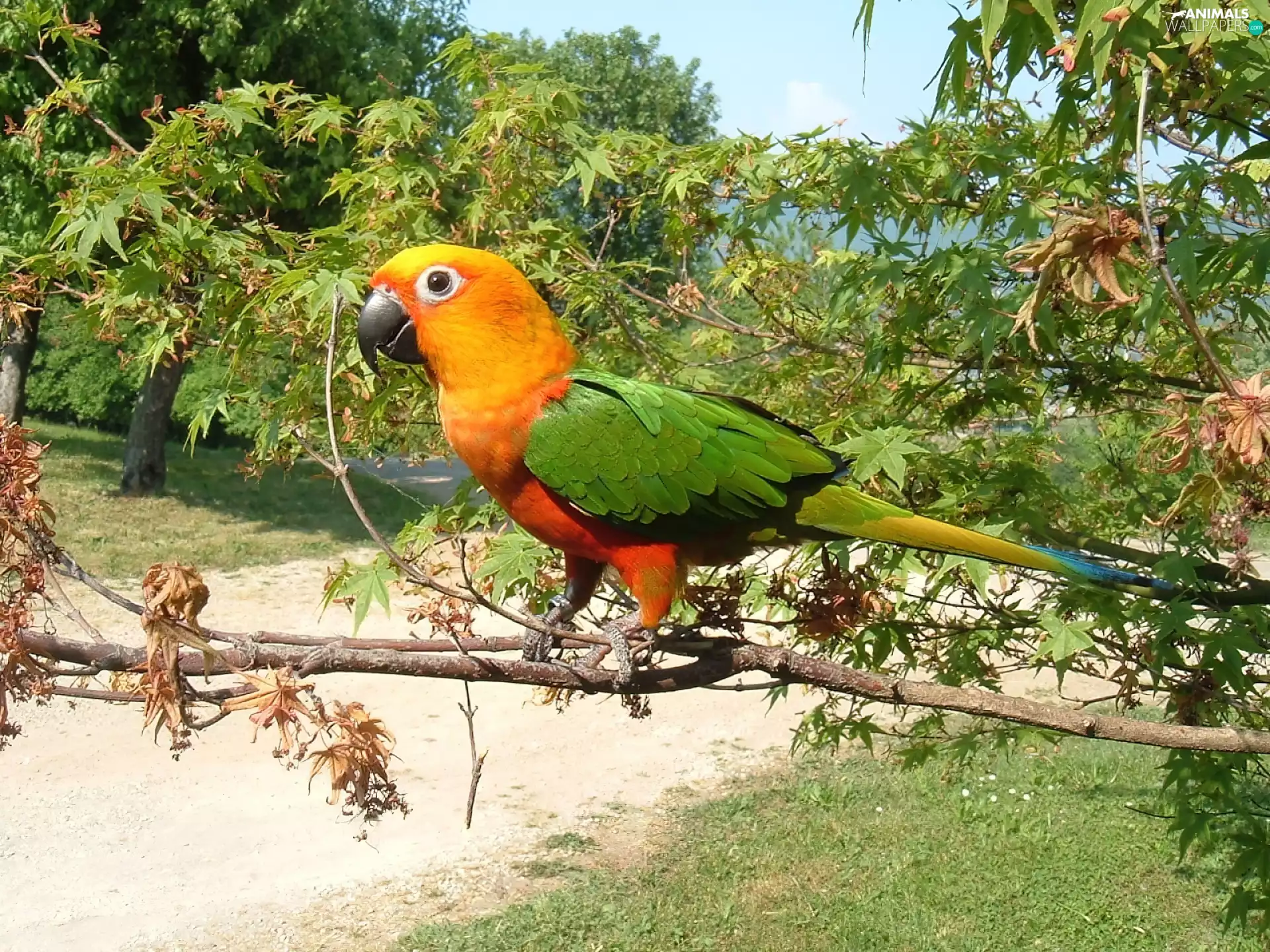 parrot, branch pics, Leaf, conures