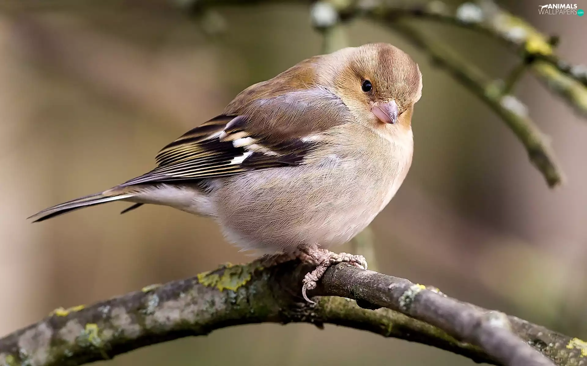 branch, Bird, Sparrow