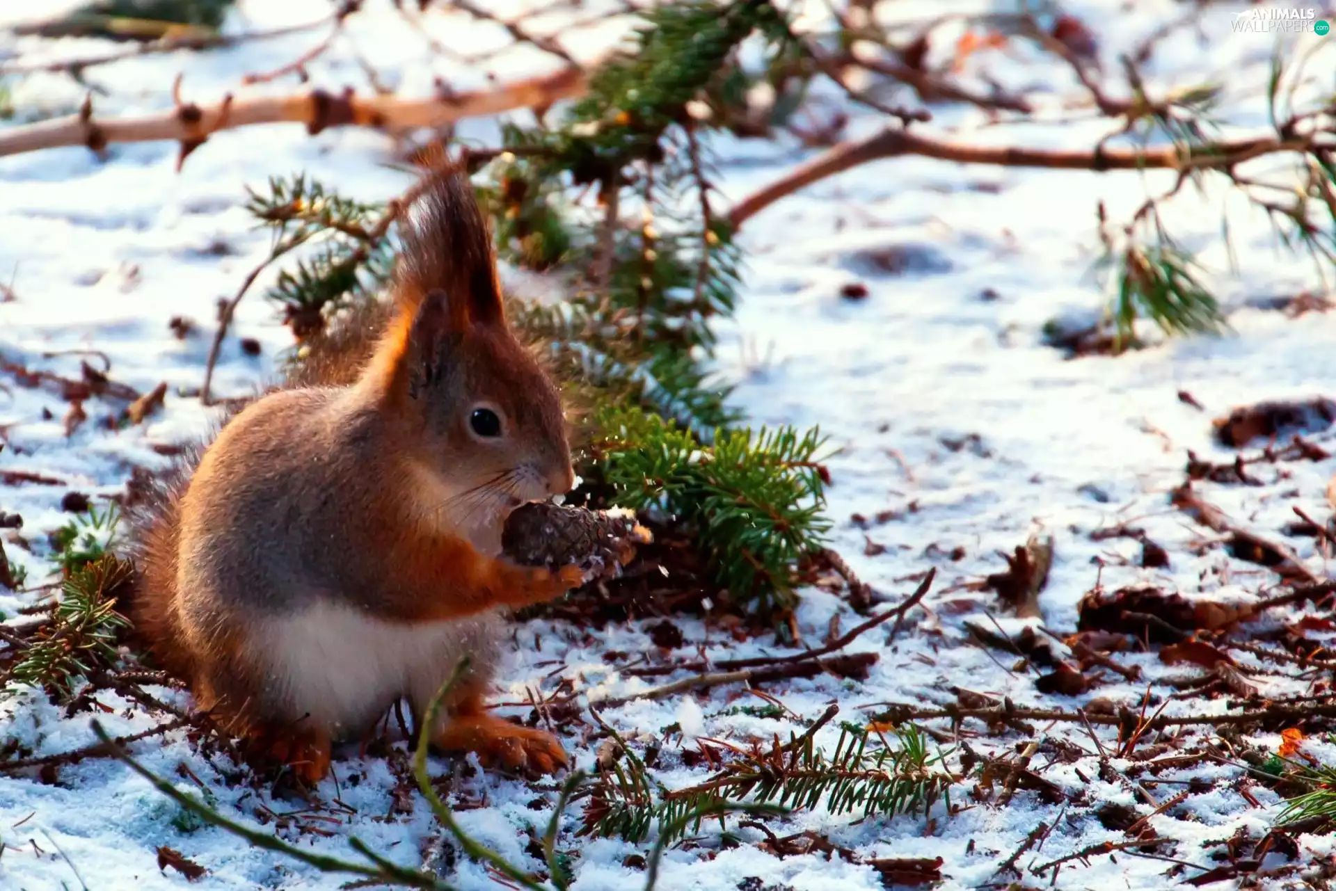 forest, winter, cone, branch pics, squirrel