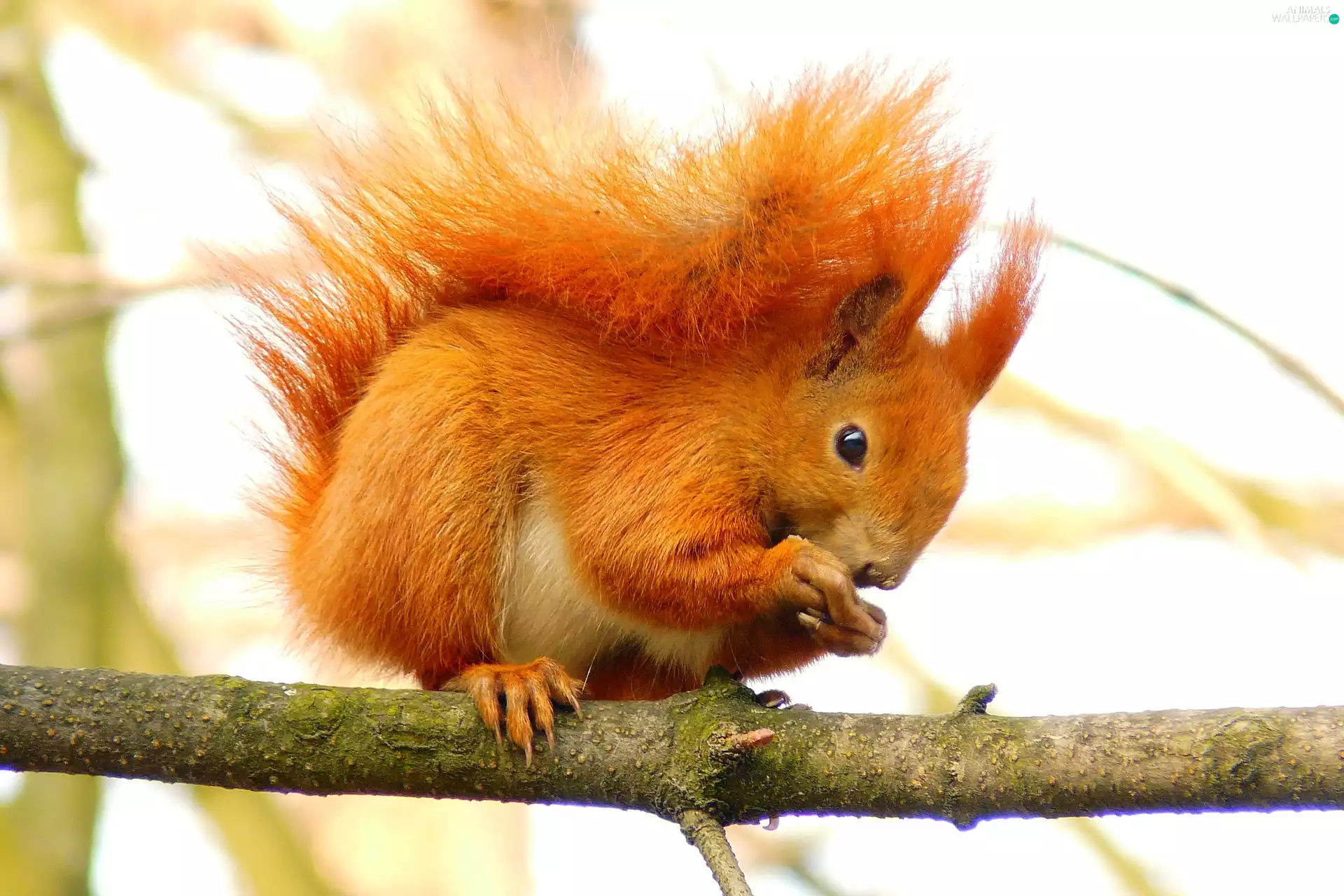 branch, Ginger, squirrel