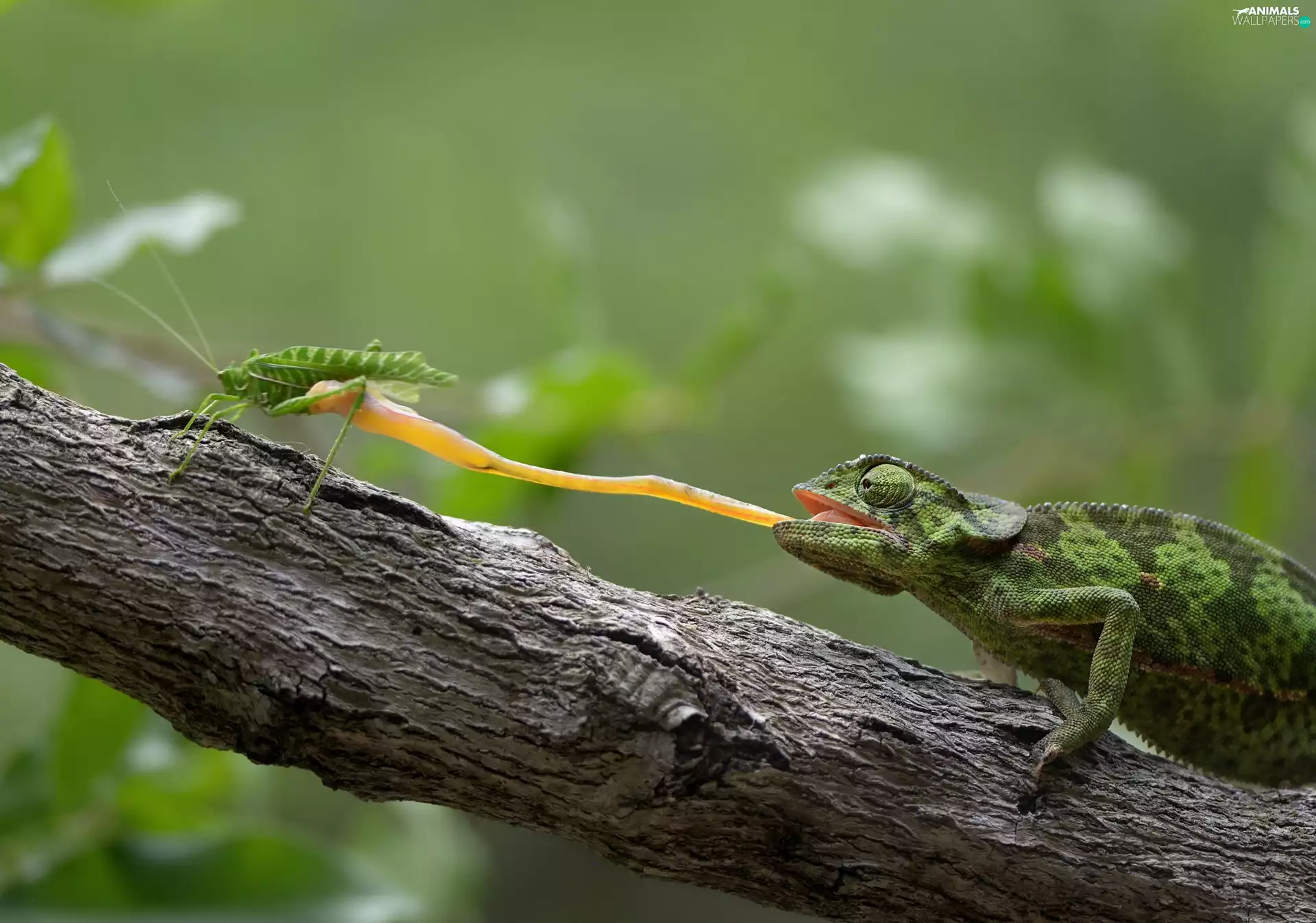 Insect, branch, Tounge, Green, Cameleon