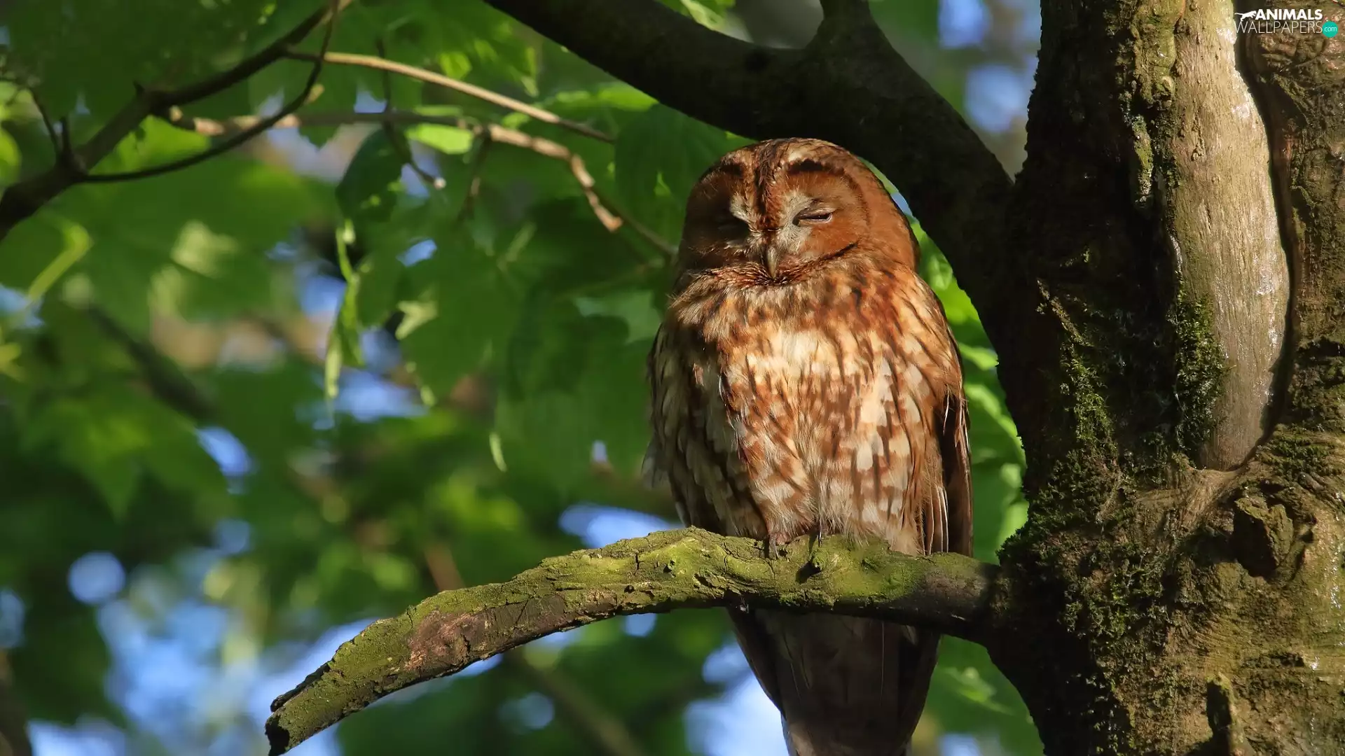 owl, branch, trees, Brown Owl