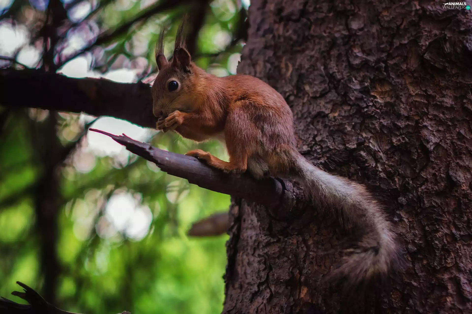 branch, squirrel, trees