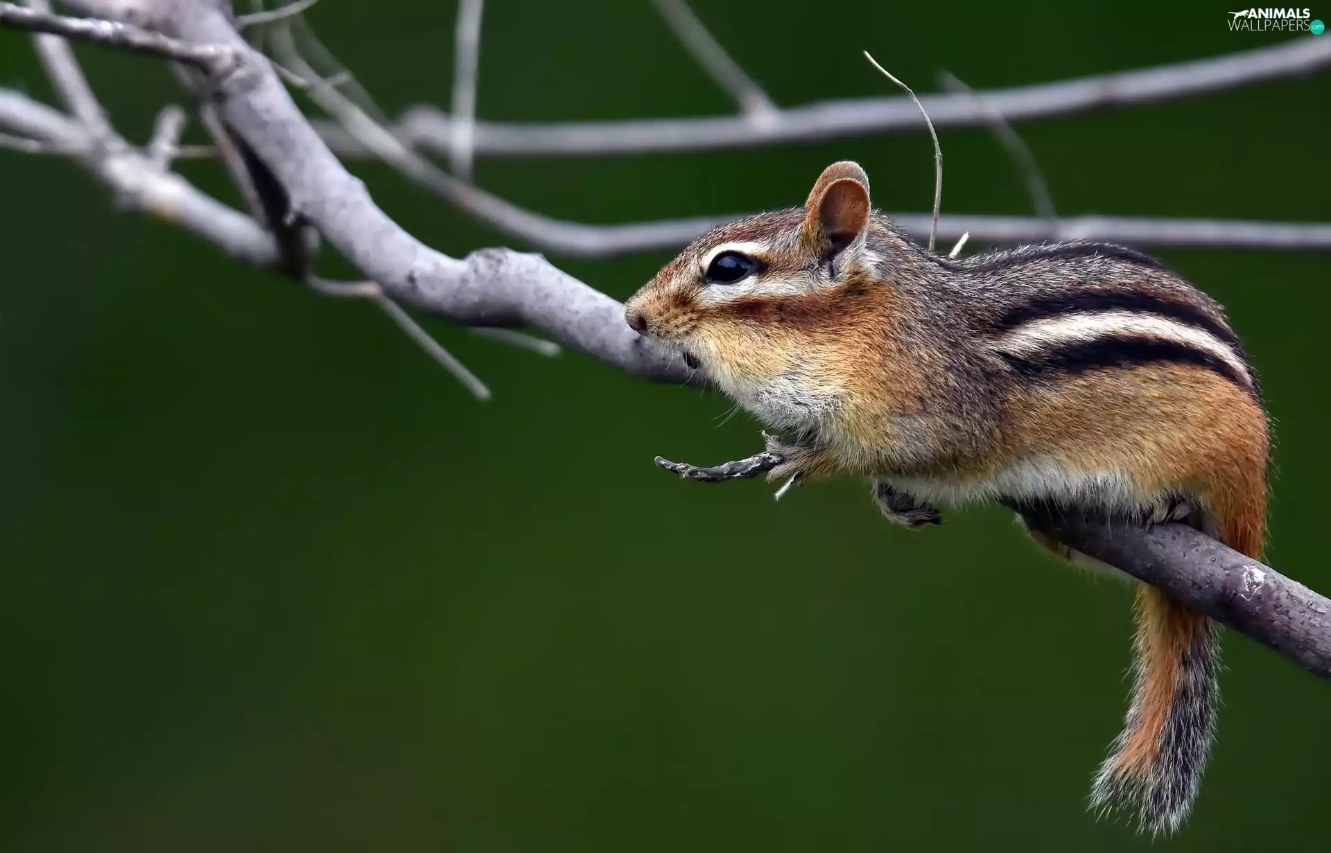 branch, squirrel, trees