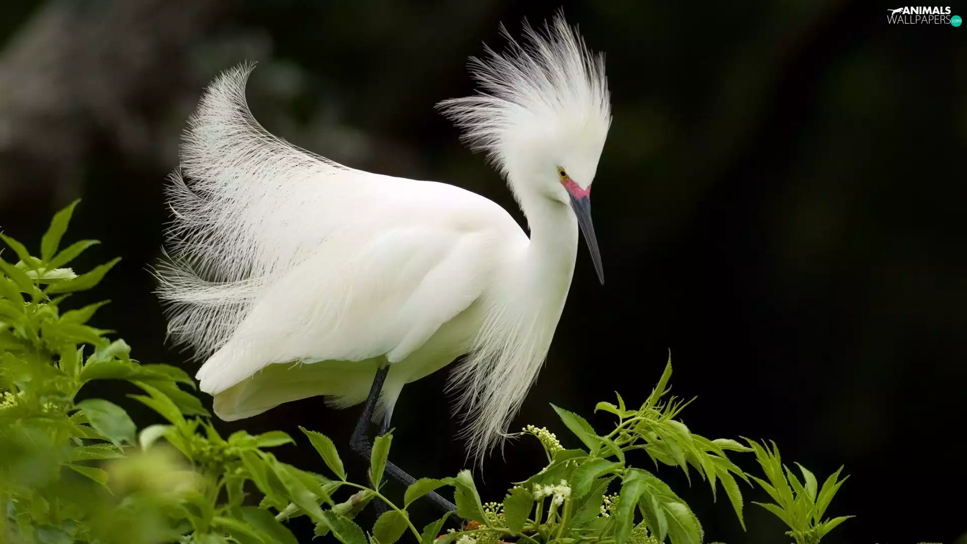 heron, green ones, branch pics, White