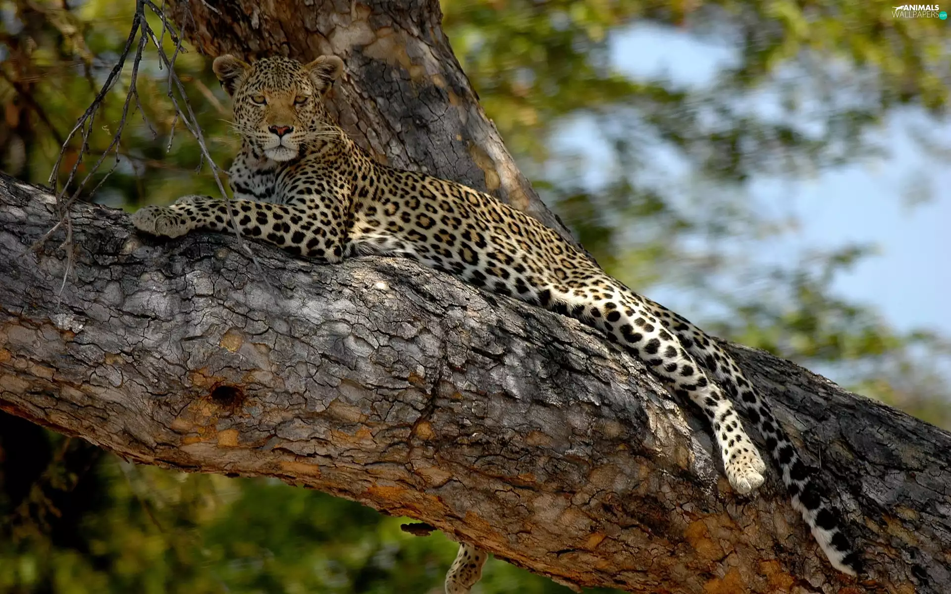cat, Leopards, trees, branch, animal, wild