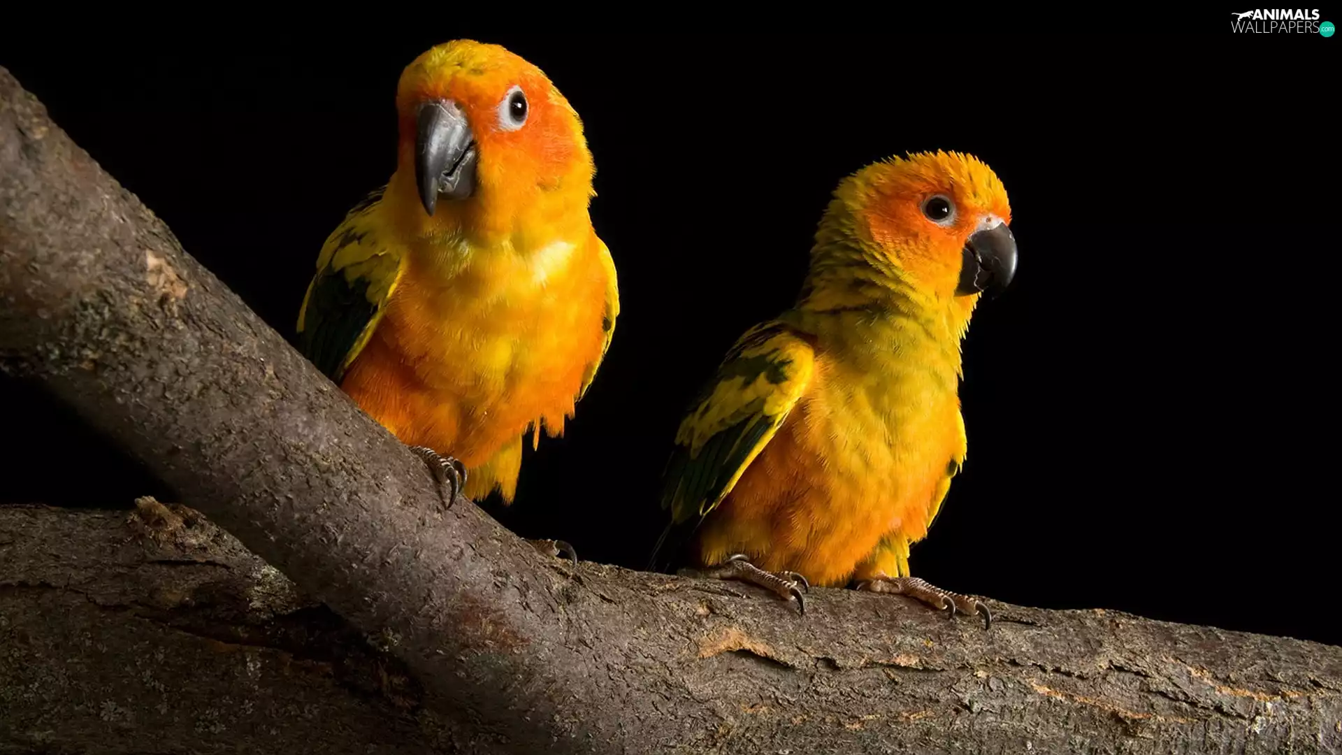 Parrots, branch, yellow, Orange, Two