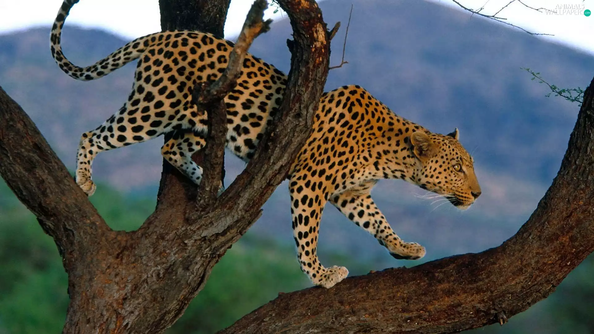 Leopards, trees, viewes, branches