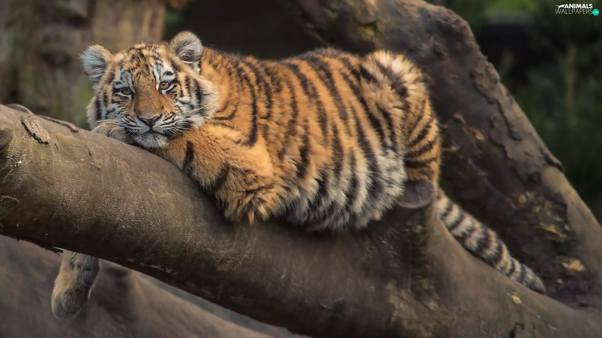 branches, lying, tiger