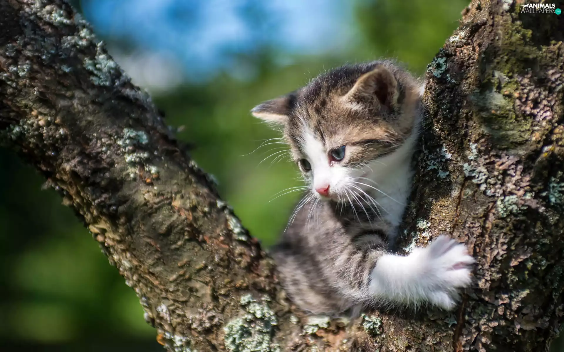 branches, kitten, trees