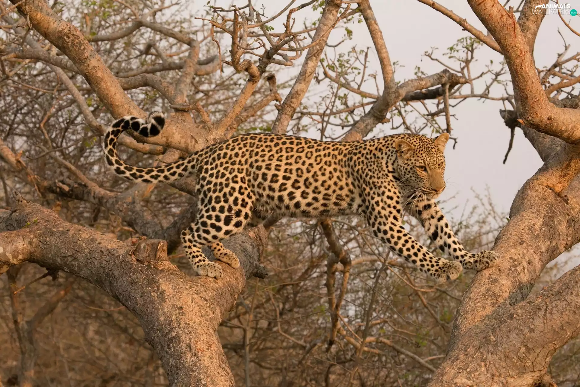 branches, Leopards, trees
