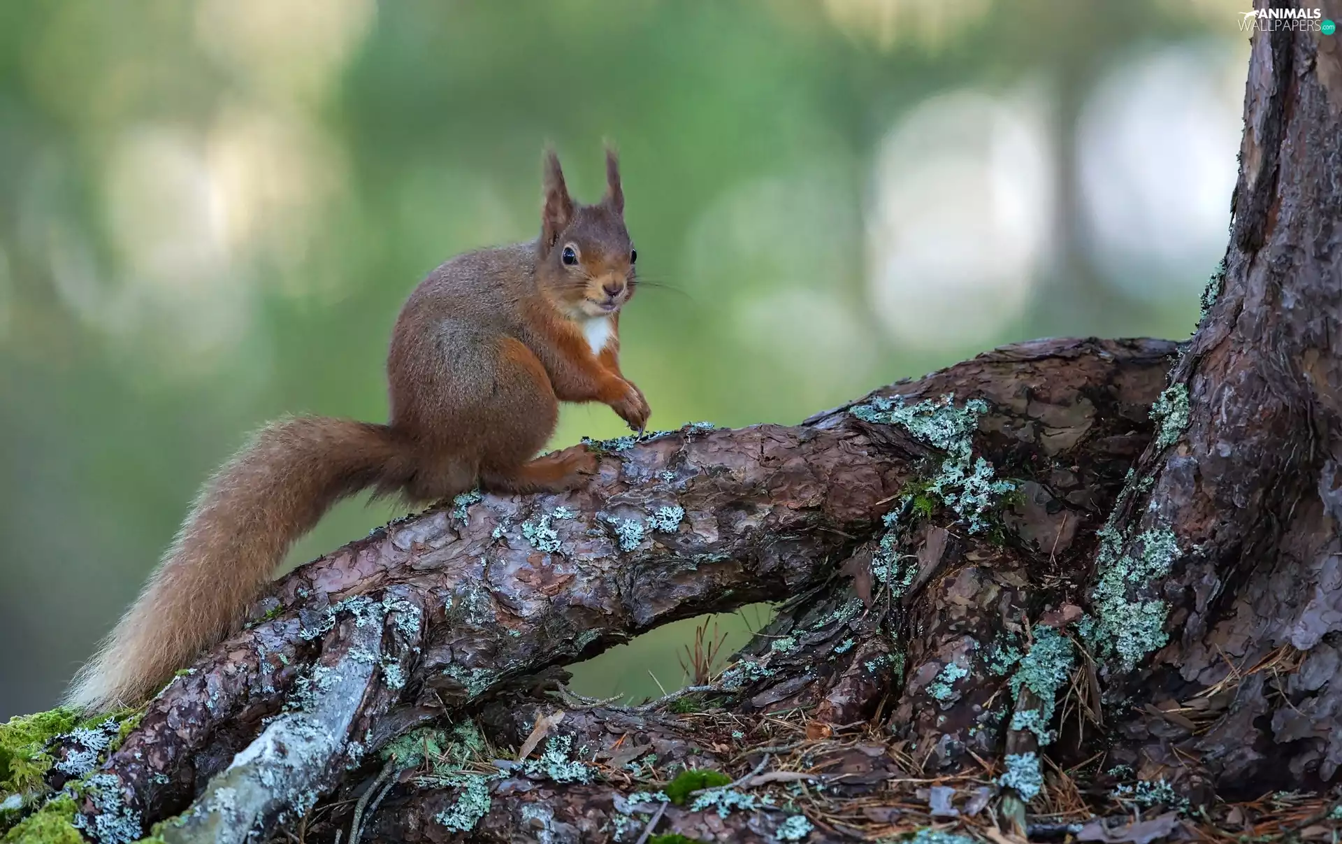branches, squirrel, trees