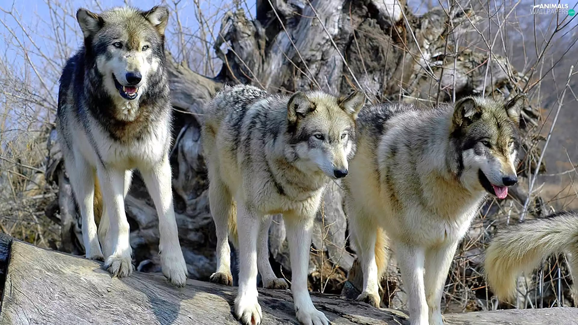 branches, flock, wolves