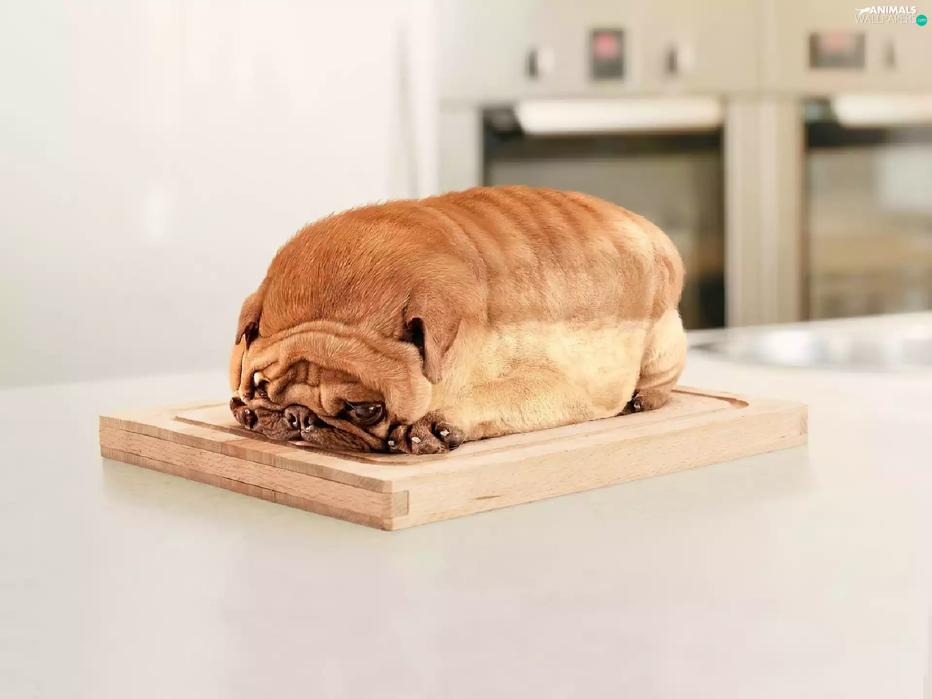 bread, dog, loaf