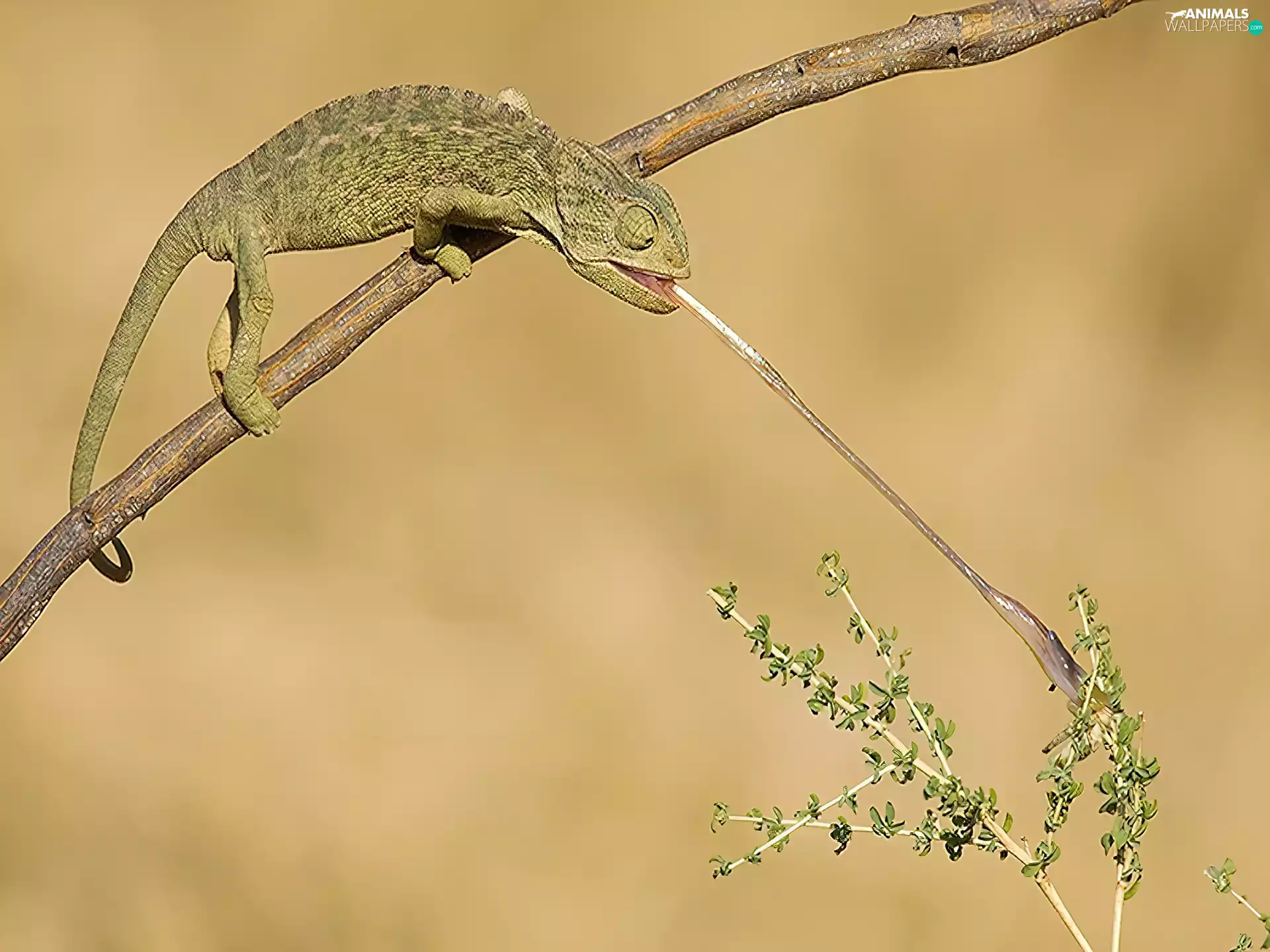 breakfast, Cameleon, bush