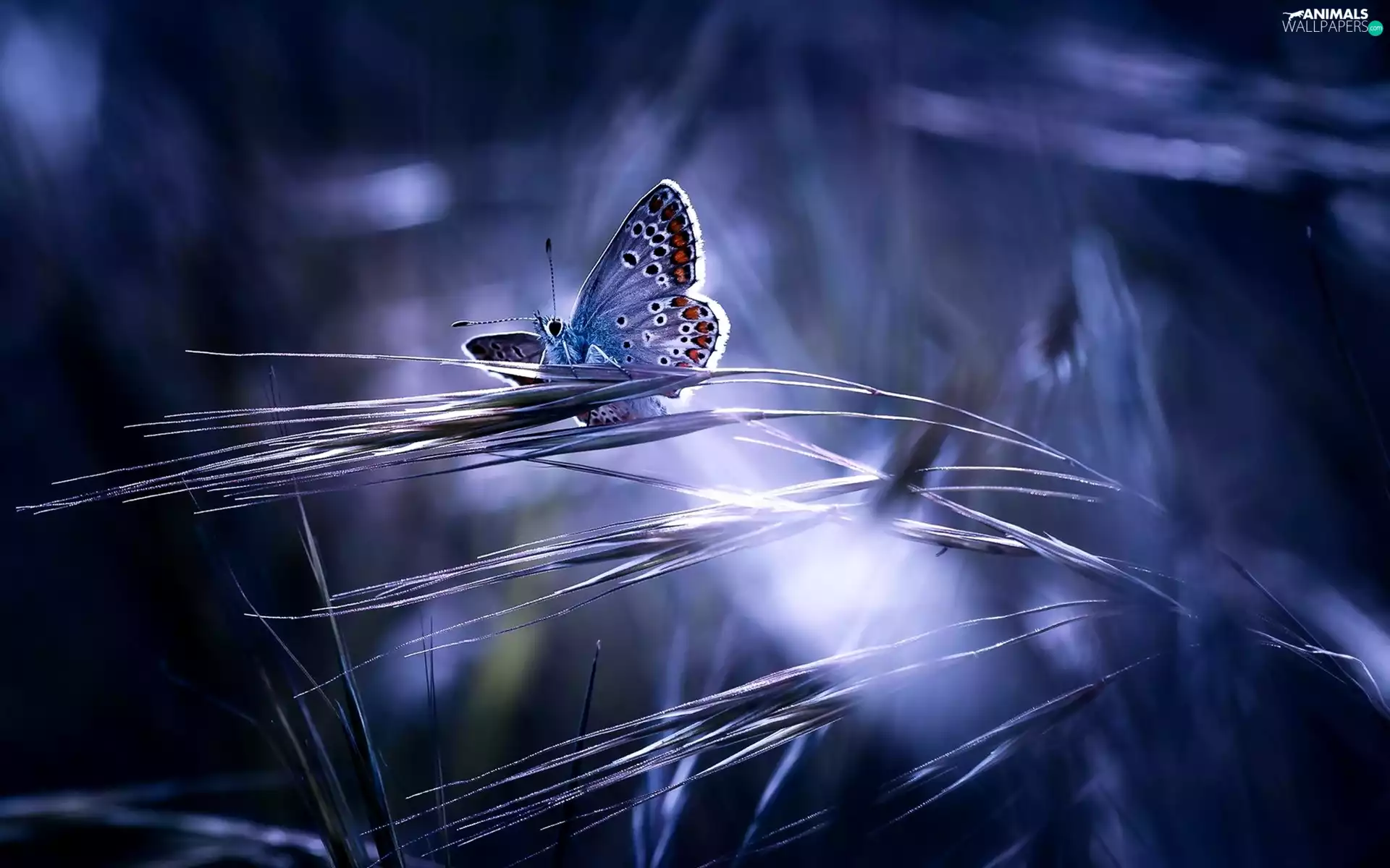 blue, grass, light breaking through sky, butterfly