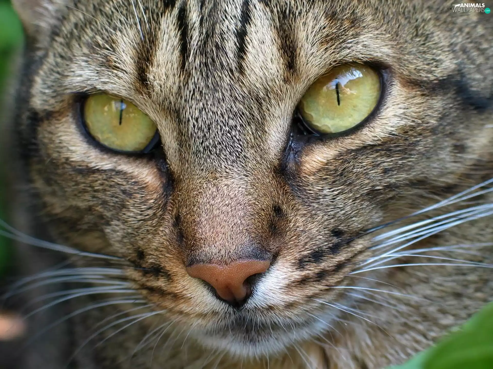 cat, Ocicat, Eyes, breed