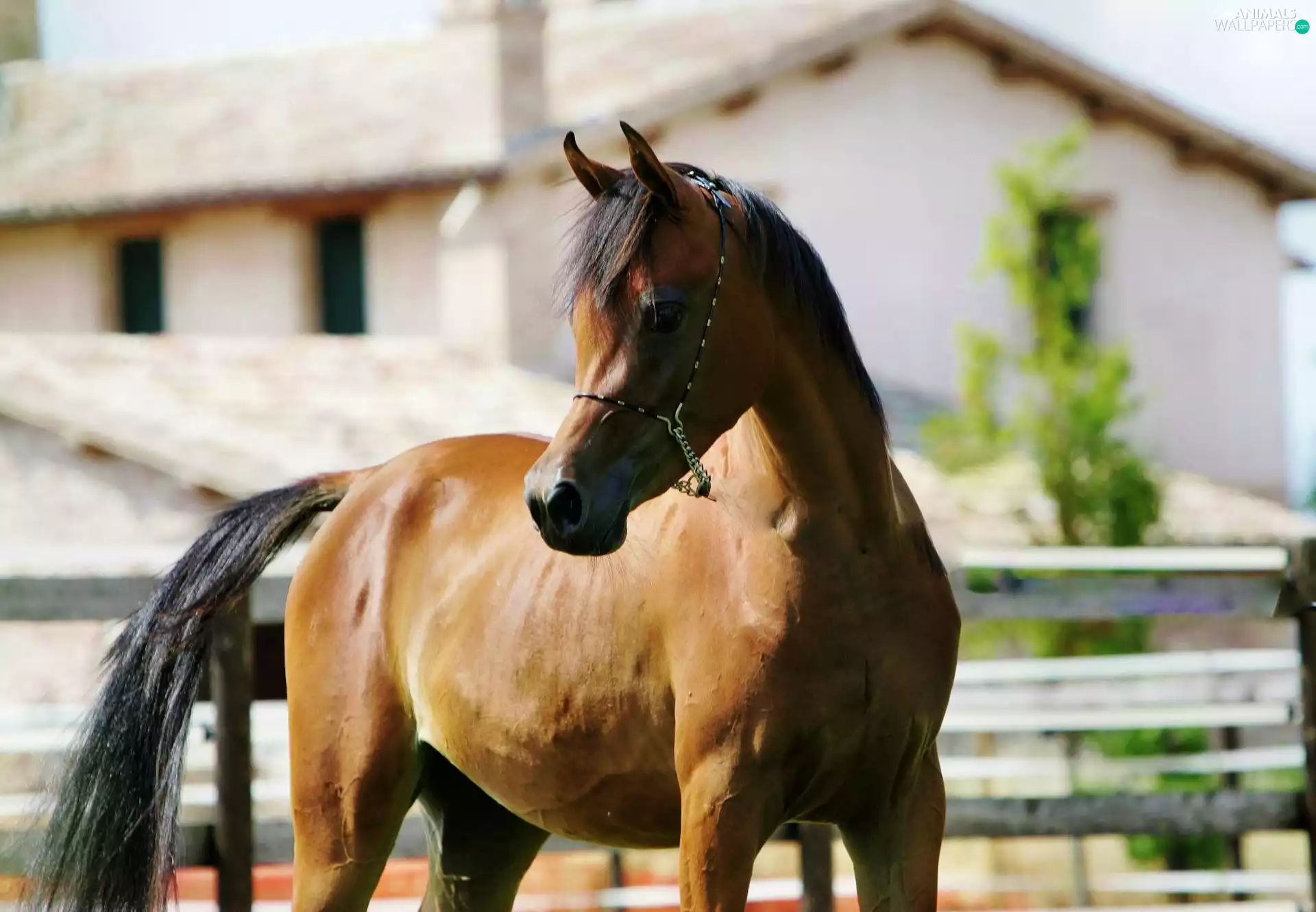 Horse, Arab, buildings, breed