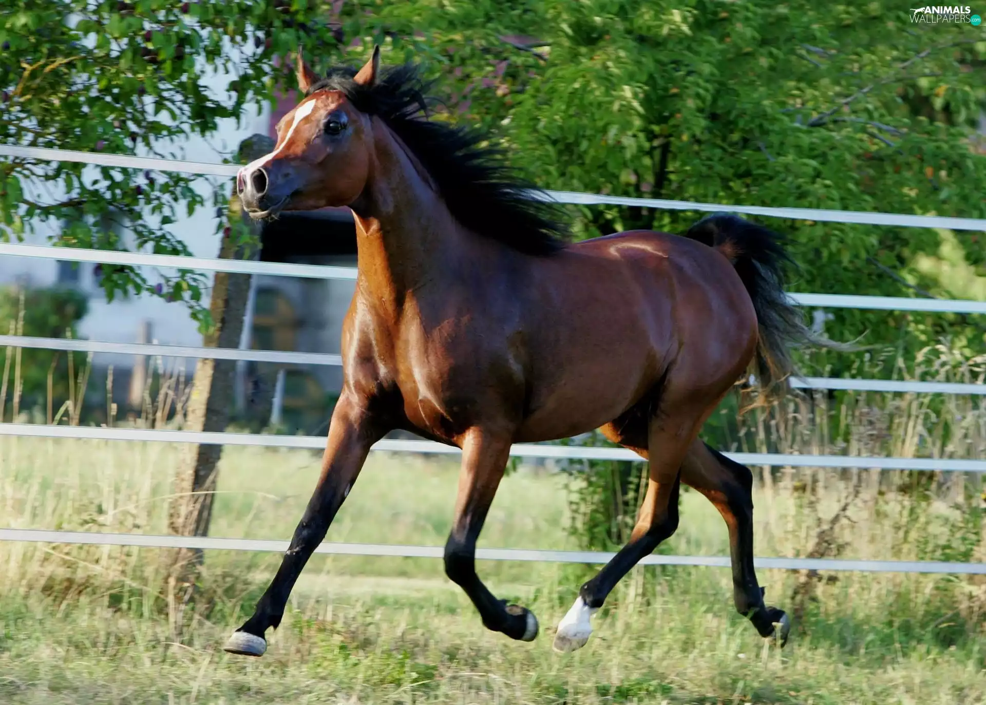 Horse, Arab, fence, breed