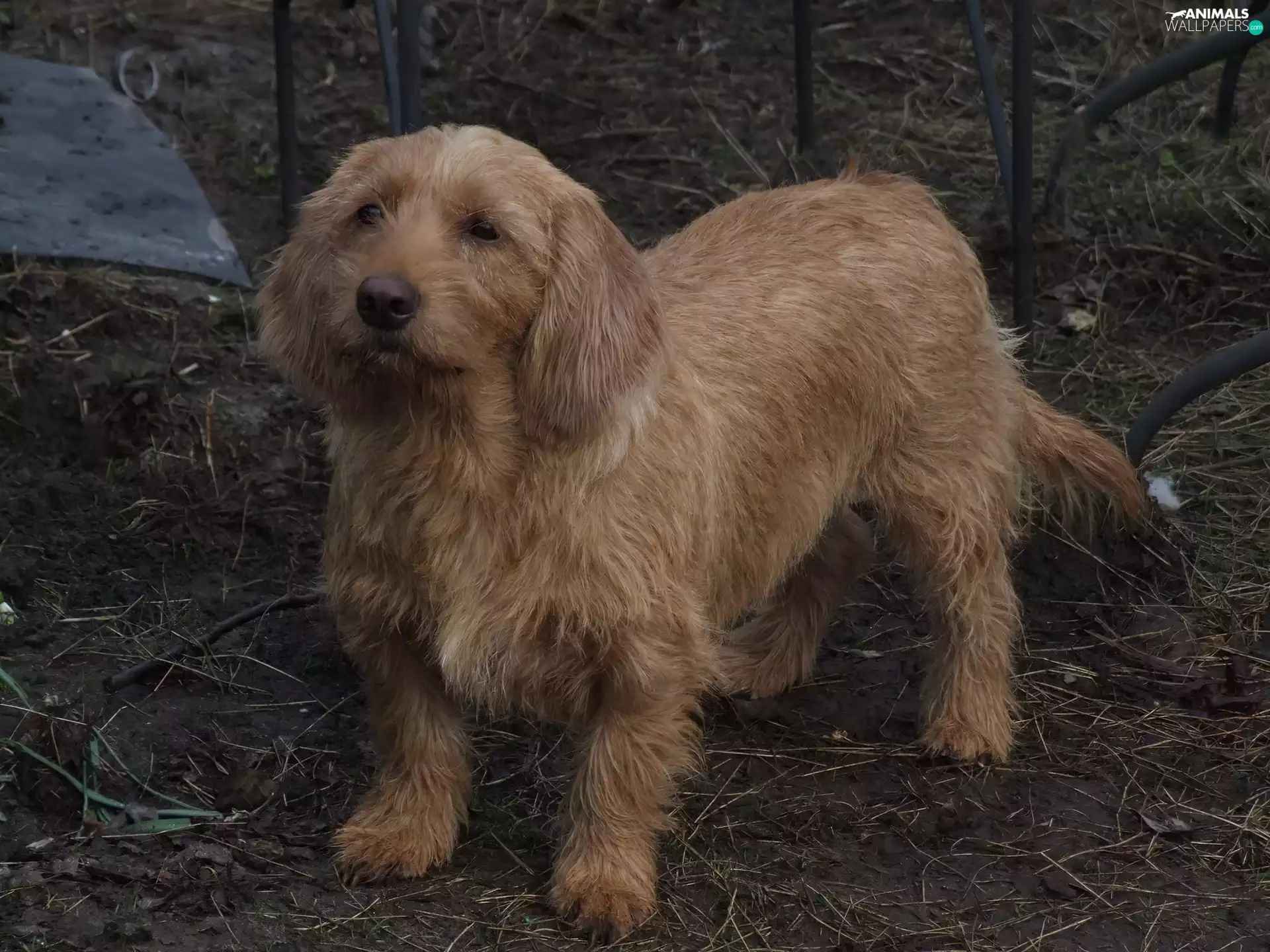 Basset Fauve de Bretagne