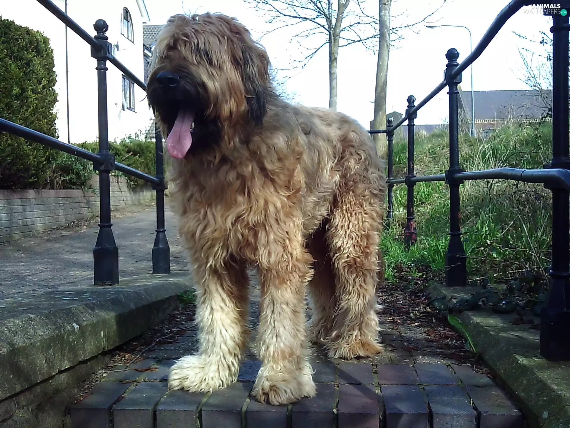 lightsome, Shepherd French Briard