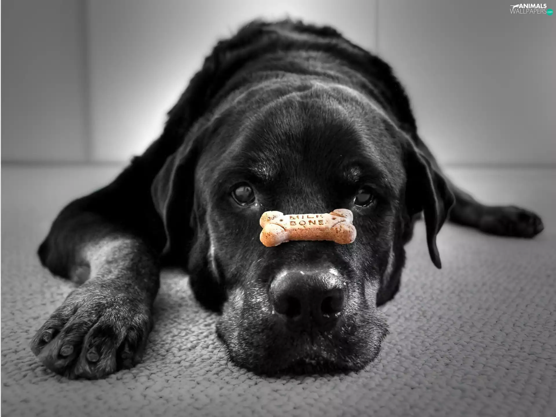 Black, brick, Labrador Retriever, dog