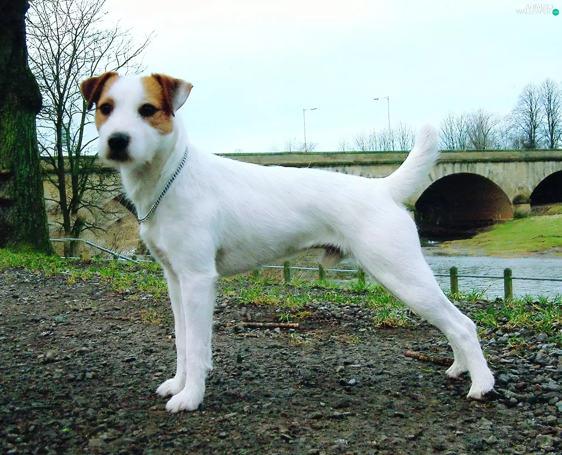 Parson Russell Terrier, bridge