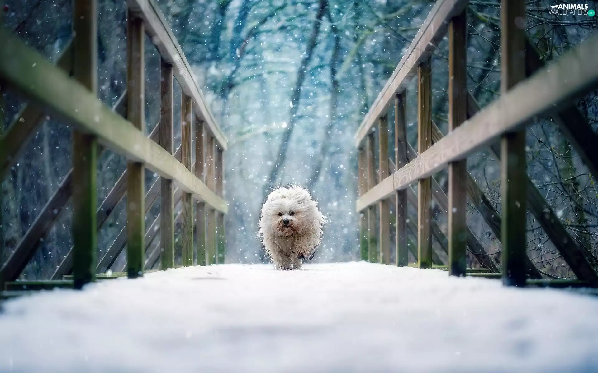 winter, dog, Havanese, bridge