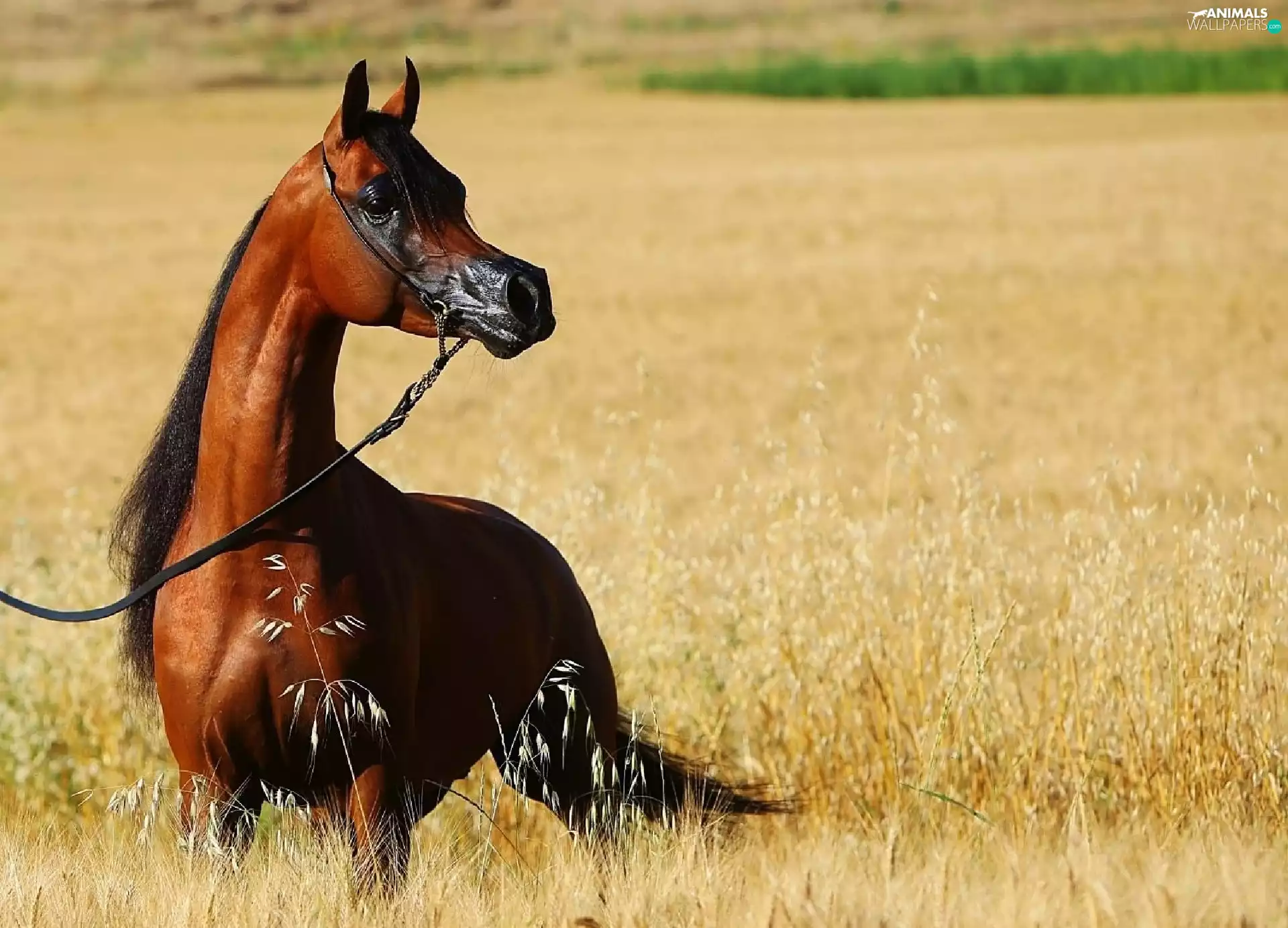 bridle, Horse, corn