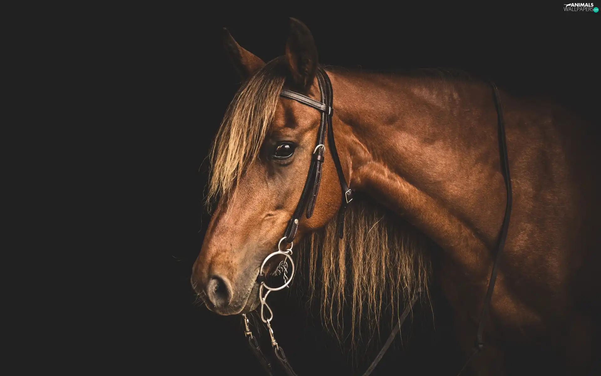 bridle, Horse, head