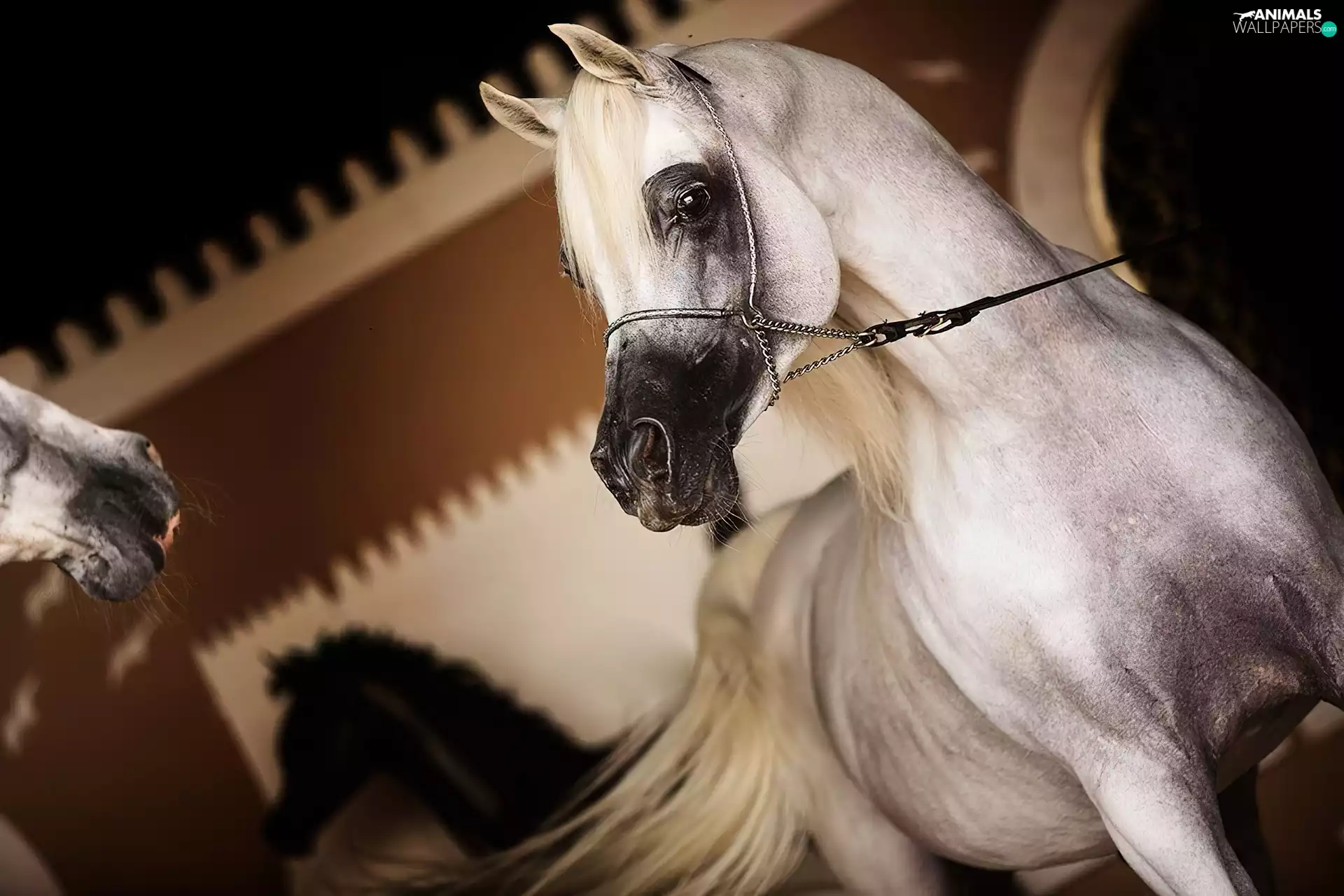 bridle, White, Horse