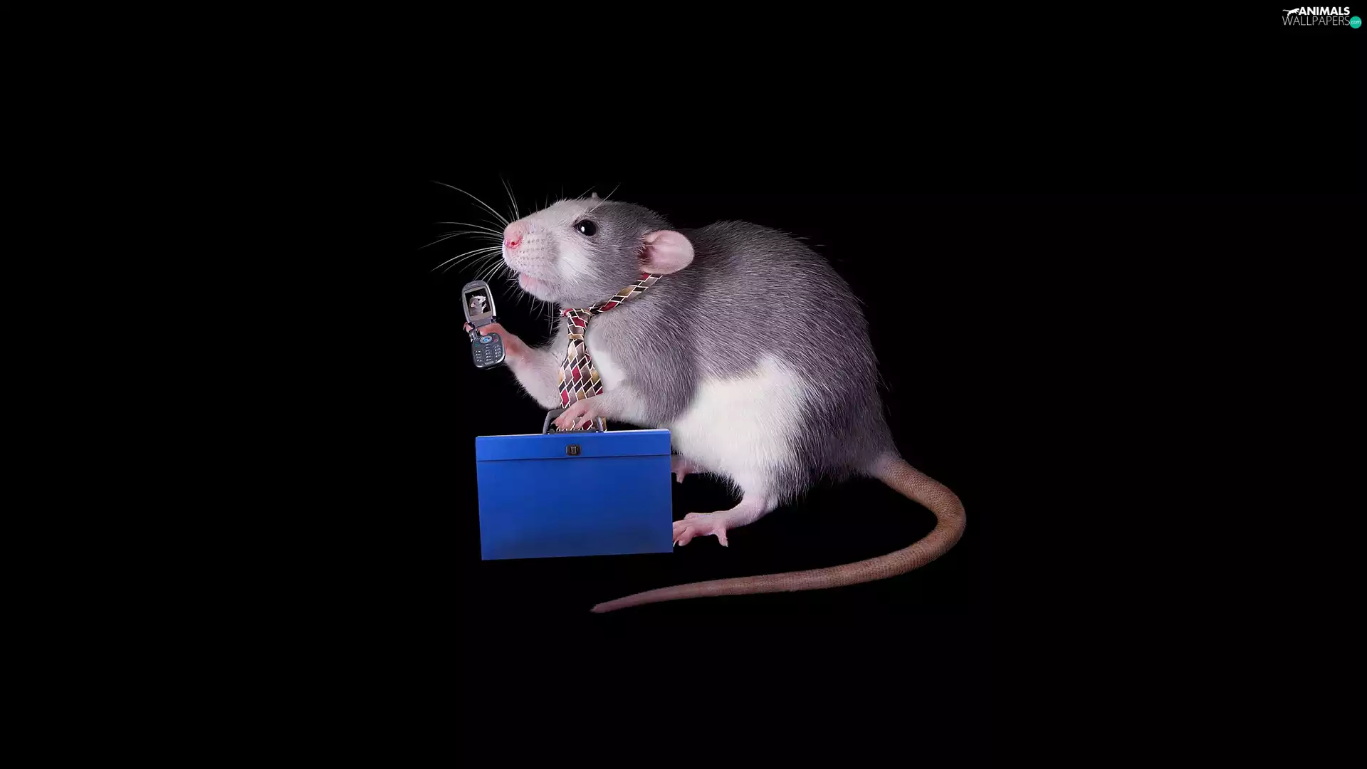 Telephone, Tie, background, briefcase, rat, dark, Funny
