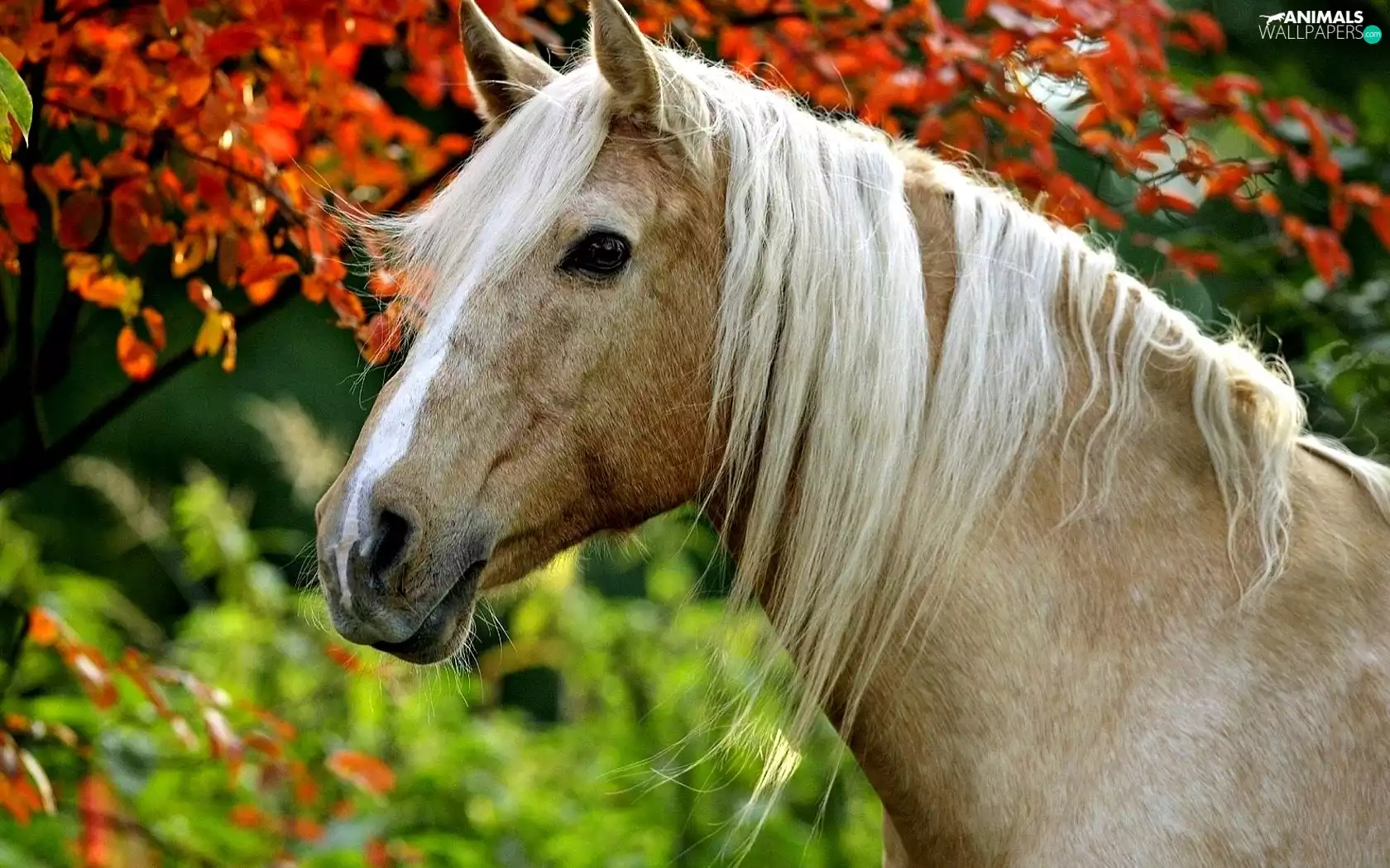 Horse, mane, head, Bright