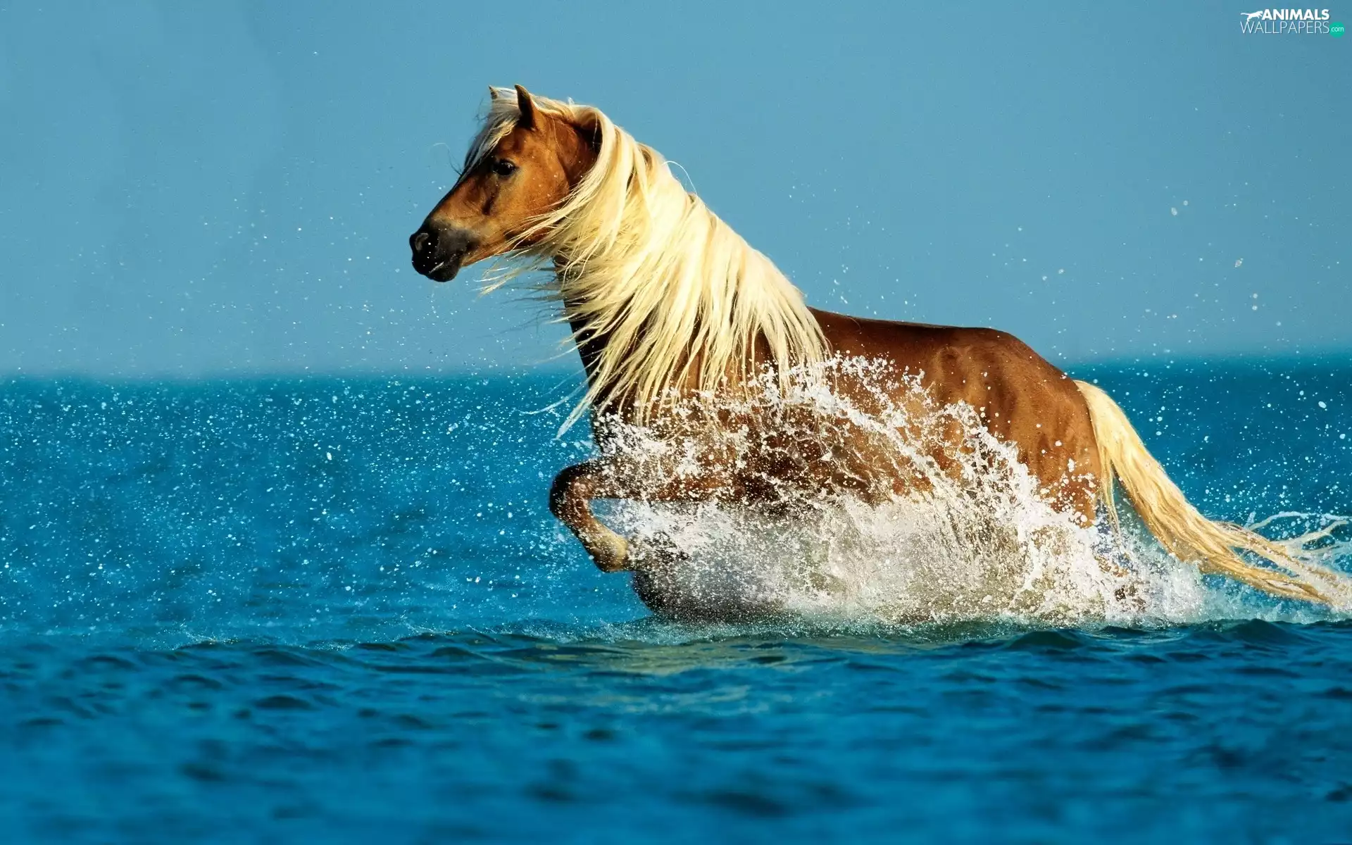Horse, mane, water, Bright