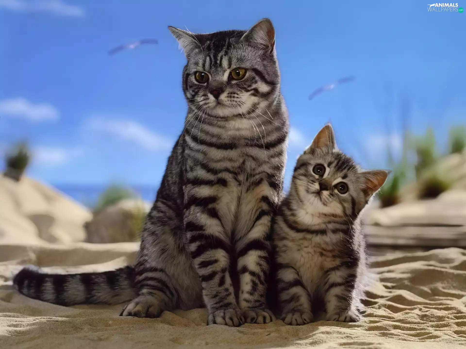 cats, Two cars, brindle