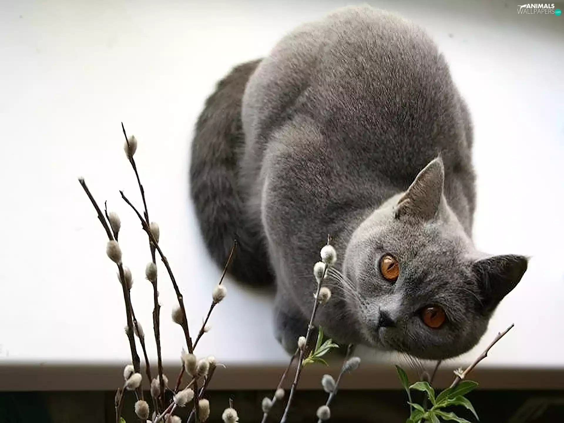 British, Gray, cat