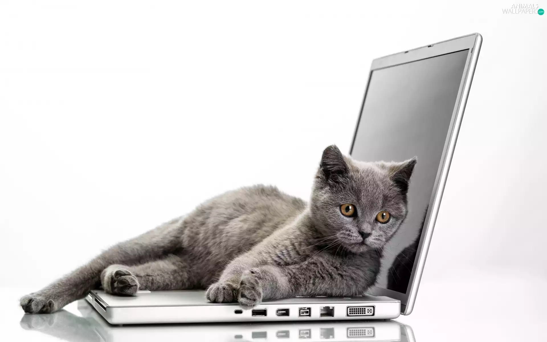 British Cat, laptop