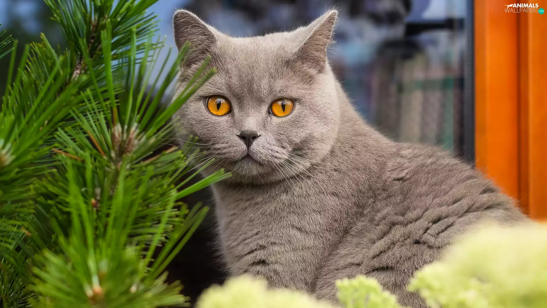 Window, British Shorthair Cat, Plants