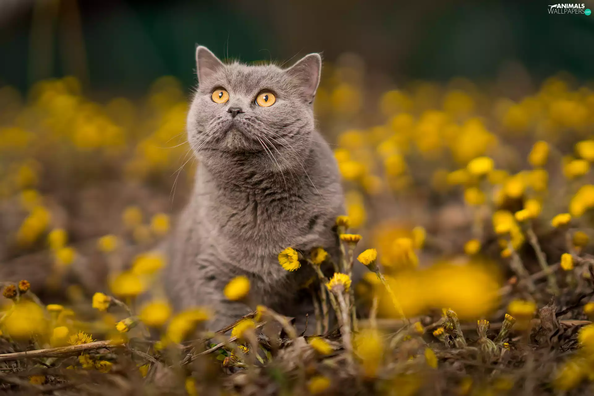 Flowers, British Shorthair Cat, Yellow