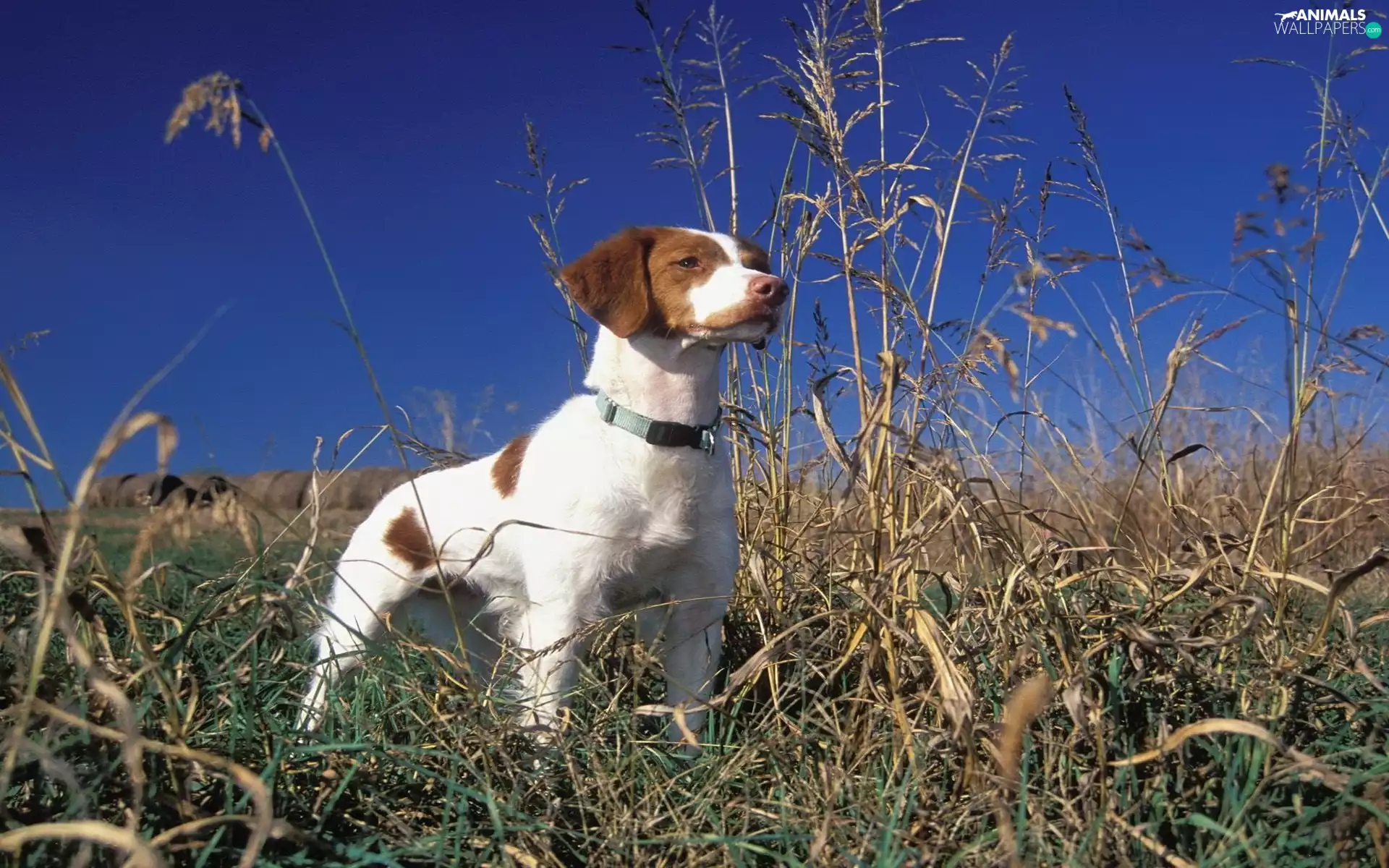 Brittani Spaniel, Meadow