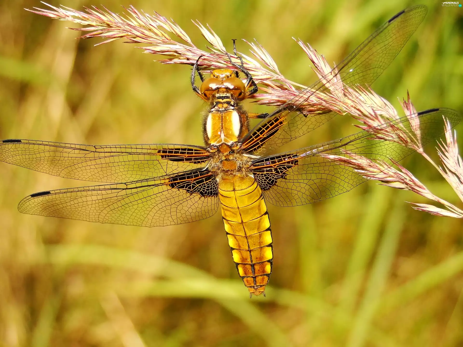 Broad-bodied Chaser