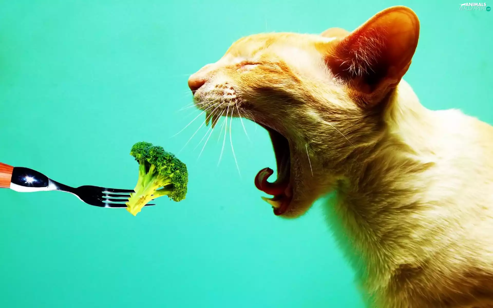 broccoli, cat, fork