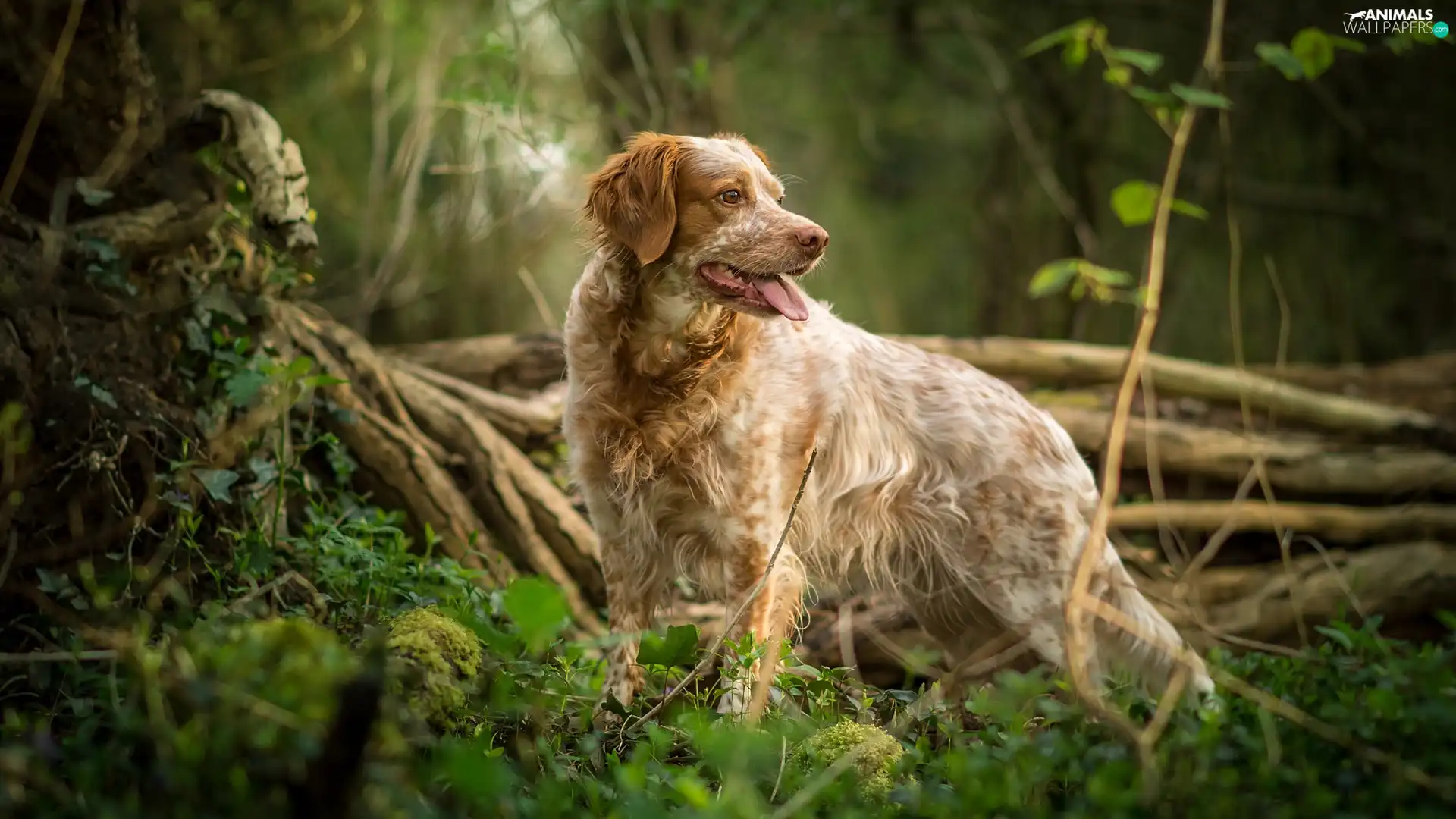 Plants, Brown and white, dog