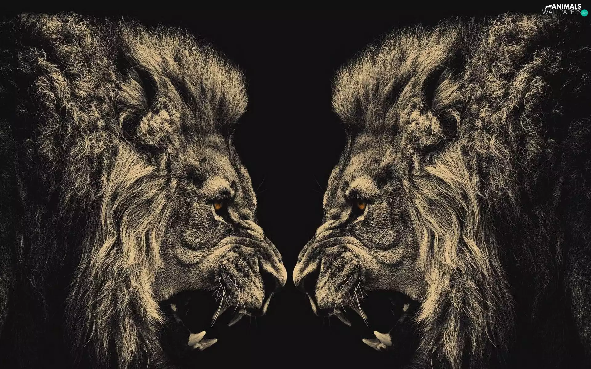 canines, Males, lions, Brown eyes, animals