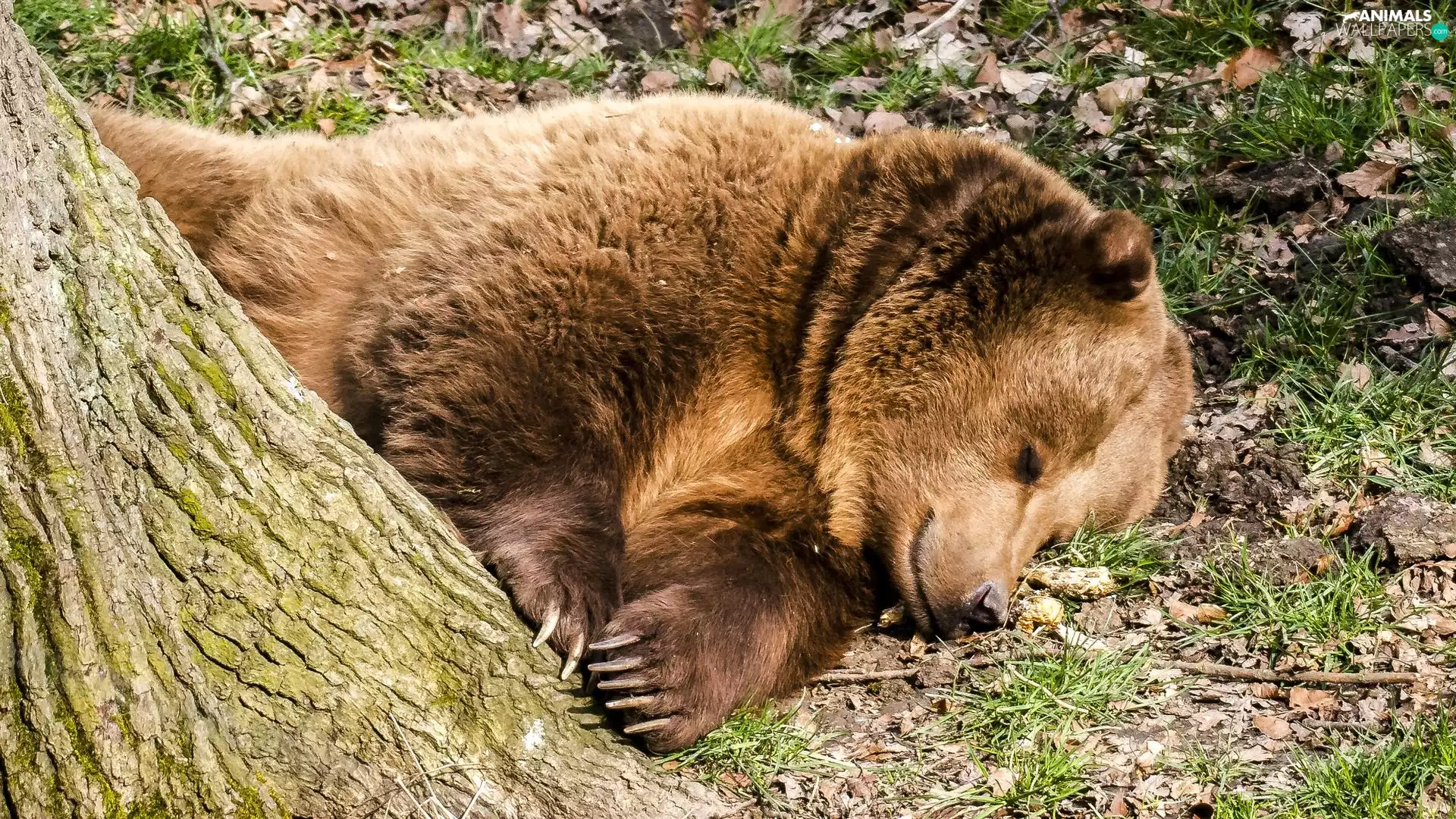 trees, dream, sleepy, Brown bear, animals