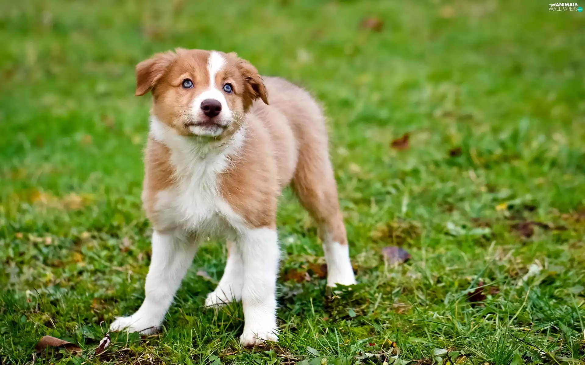 autumn, White, doggy, brown