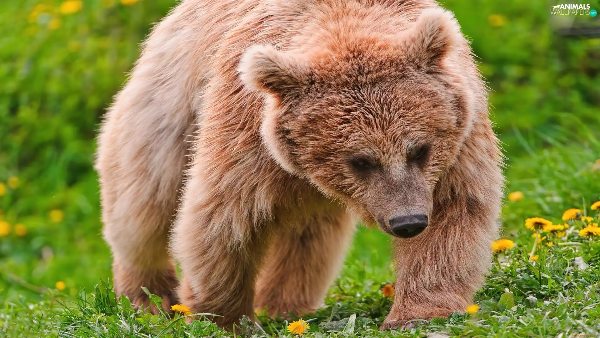 brown, Meadow, Bear